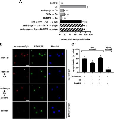 α-Synuclein is required for sperm exocytosis at a post - Frontiers